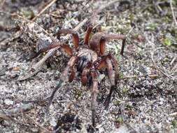 Image of Stanwellia grisea (Hogg 1901)