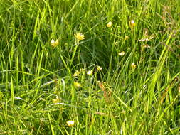 Image of common buttercup