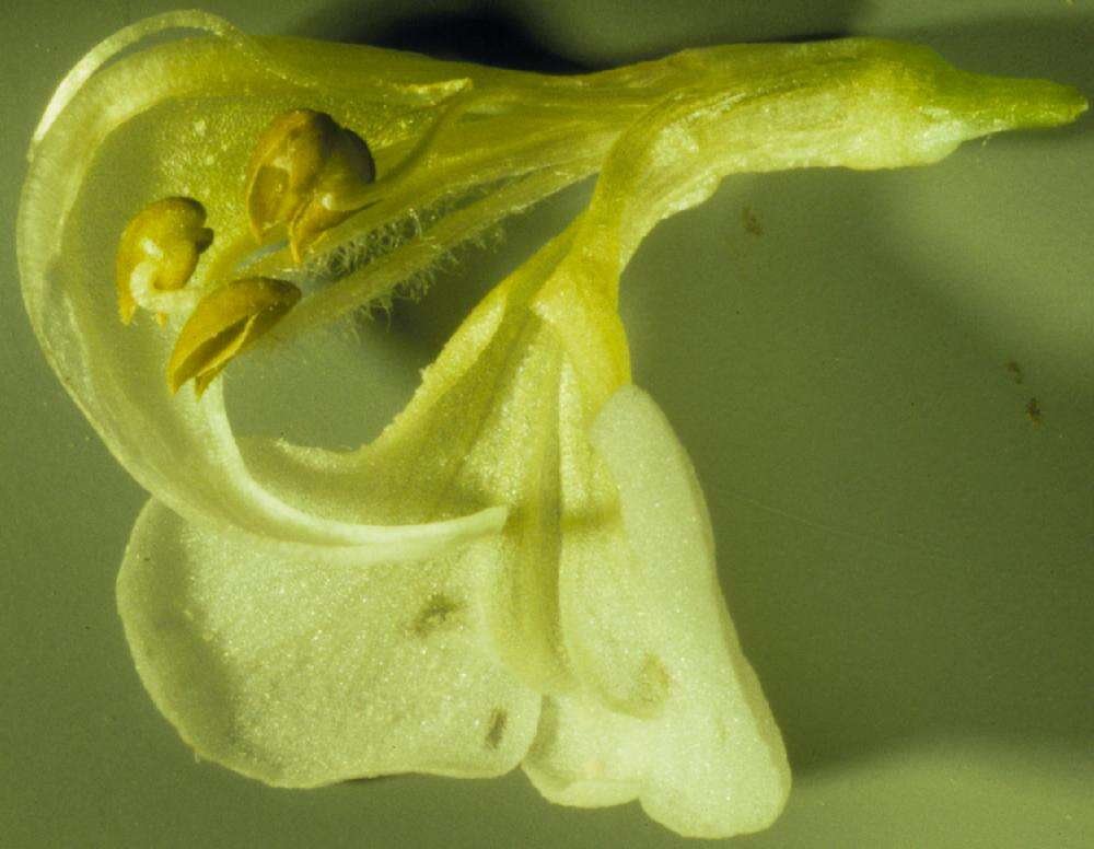 Image of sickletop lousewort