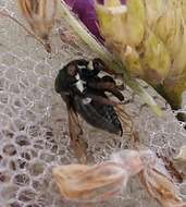 Image of Treehopper