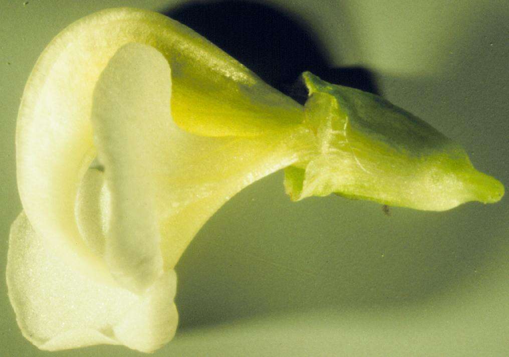 Image of sickletop lousewort