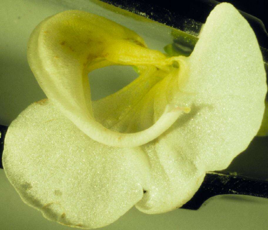 Image of sickletop lousewort