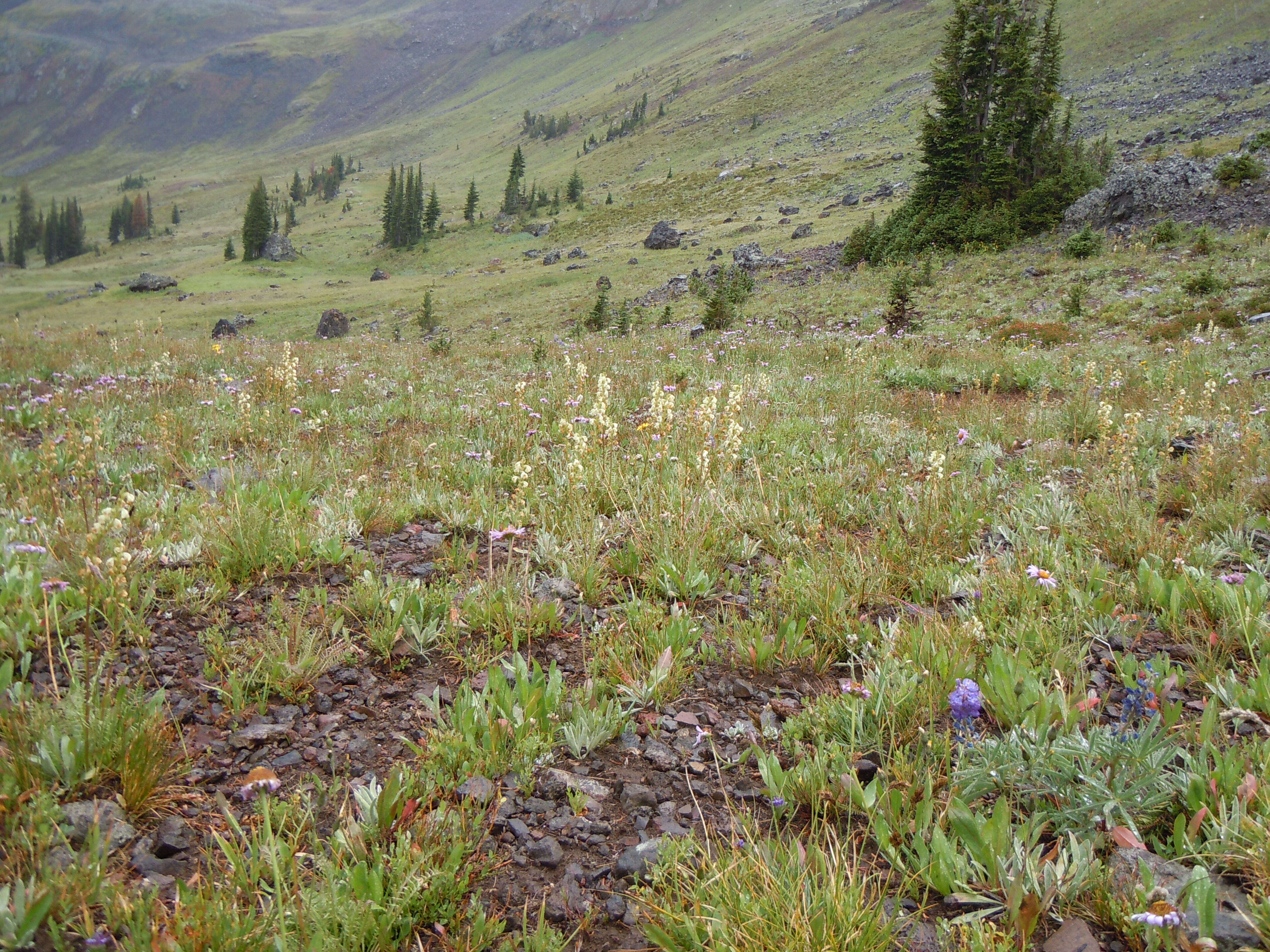 Imagem de Pedicularis racemosa Dougl. ex Hook.