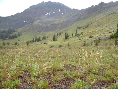 Image of sickletop lousewort