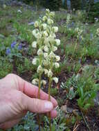 Image of sickletop lousewort