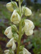 Imagem de Pedicularis racemosa Dougl. ex Hook.