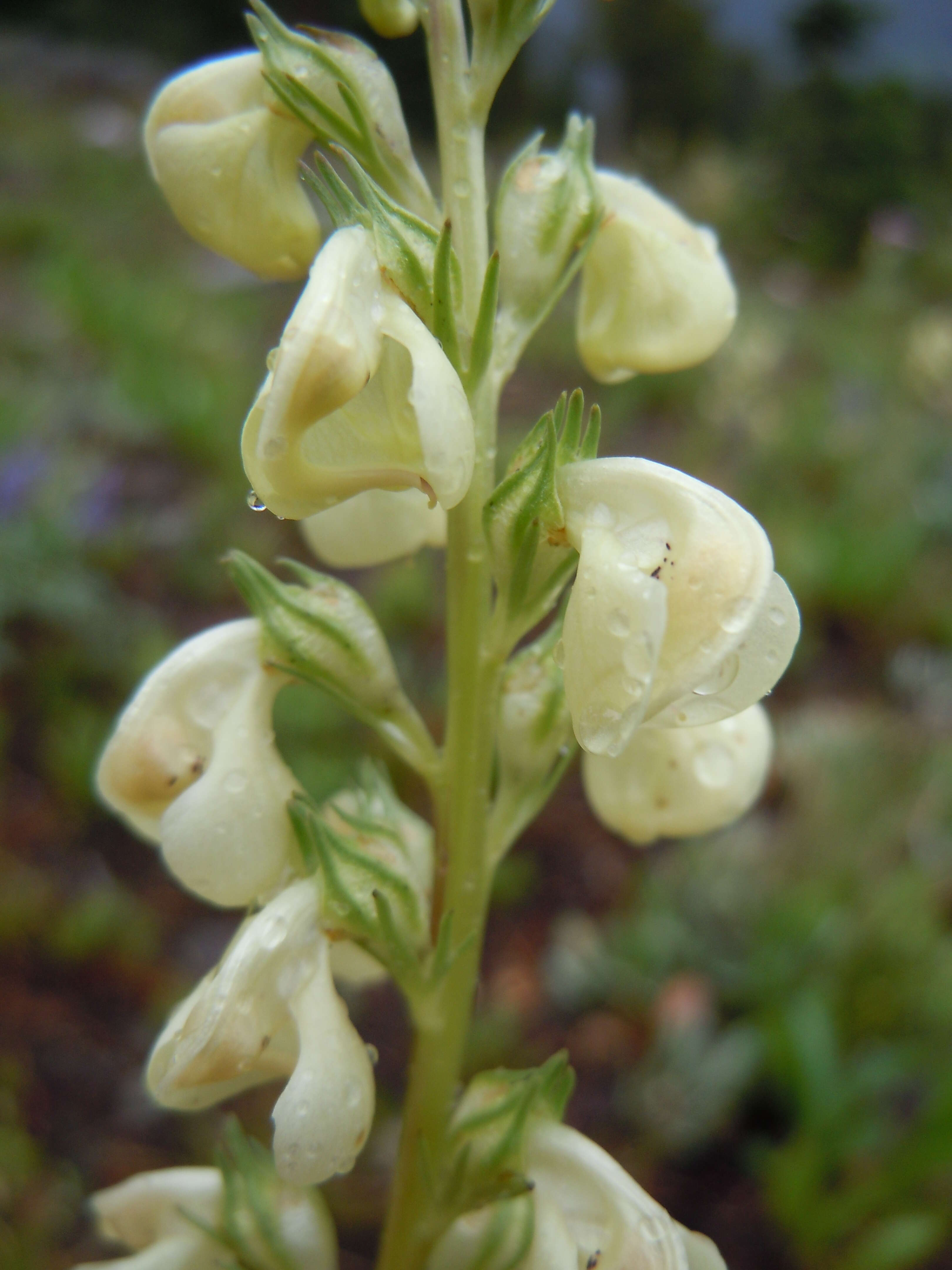 Image of sickletop lousewort