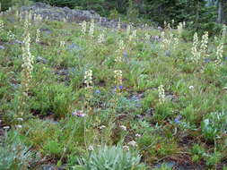 Imagem de Pedicularis racemosa Dougl. ex Hook.