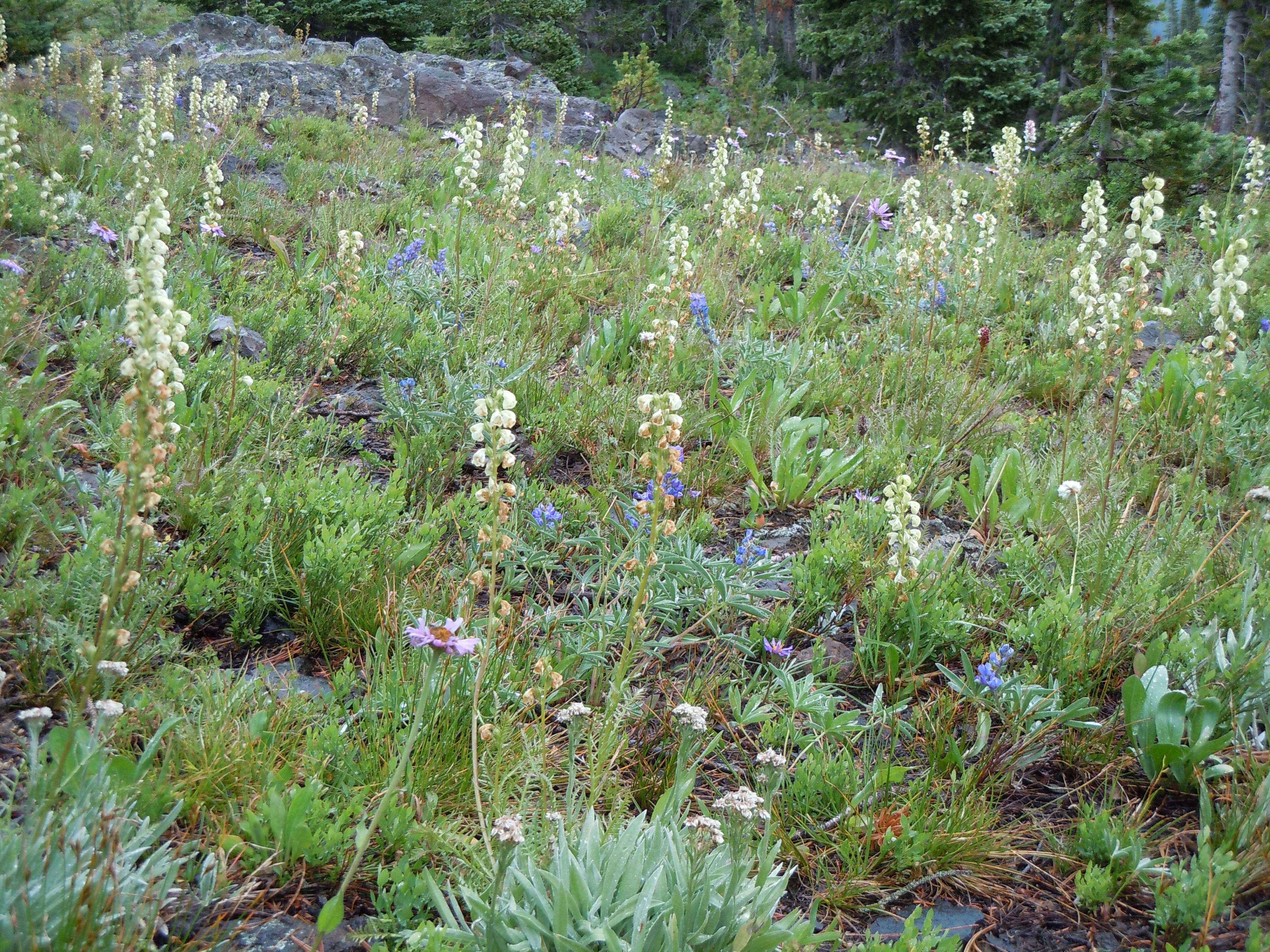 Imagem de Pedicularis racemosa Dougl. ex Hook.