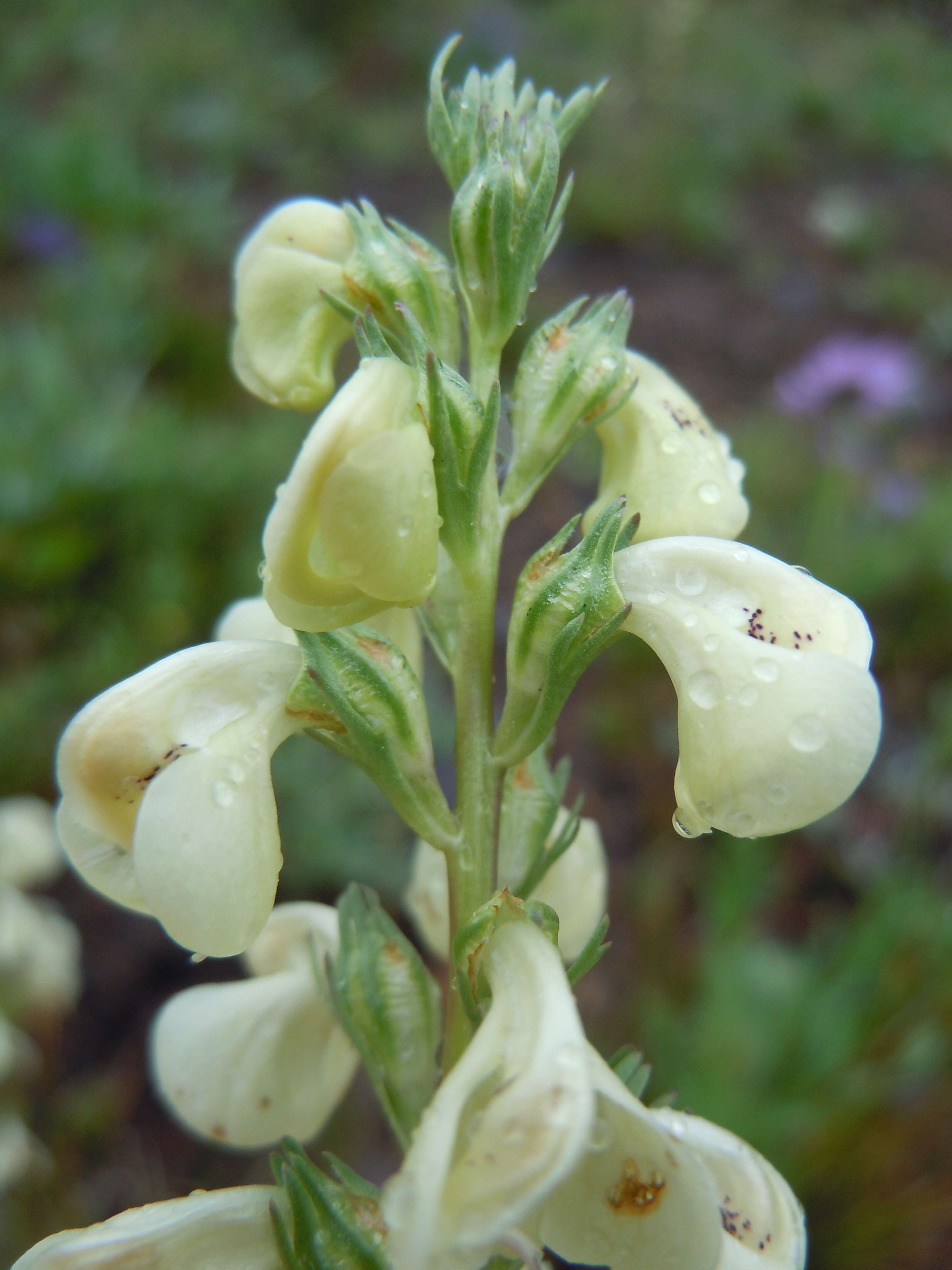 Imagem de Pedicularis racemosa Dougl. ex Hook.