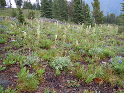 Image of sickletop lousewort