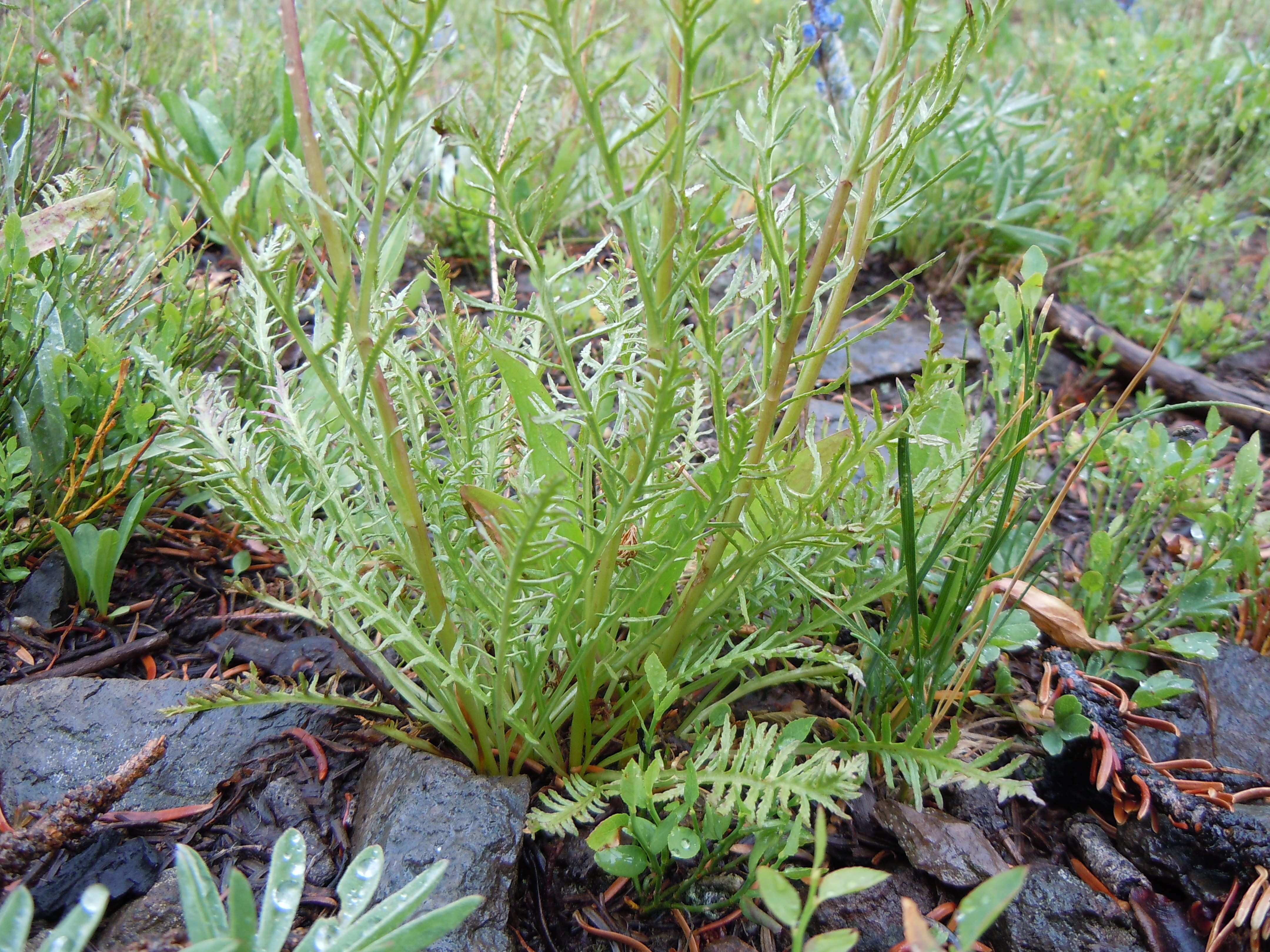 Image of sickletop lousewort