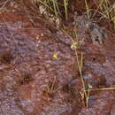 Image de Utricularia chrysantha R. Br.