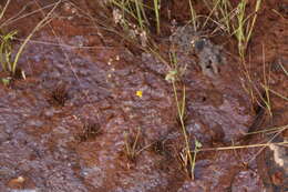 Image of Utricularia chrysantha R. Br.