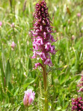 Image of elephanthead lousewort