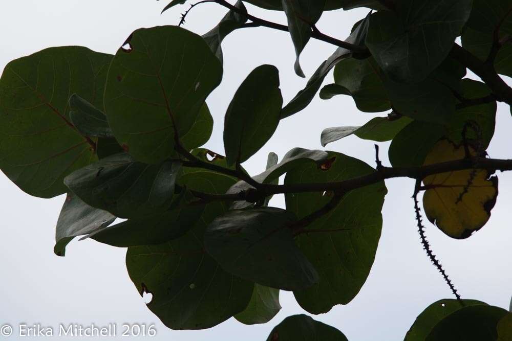 Coccoloba uvifera (L.) L. resmi