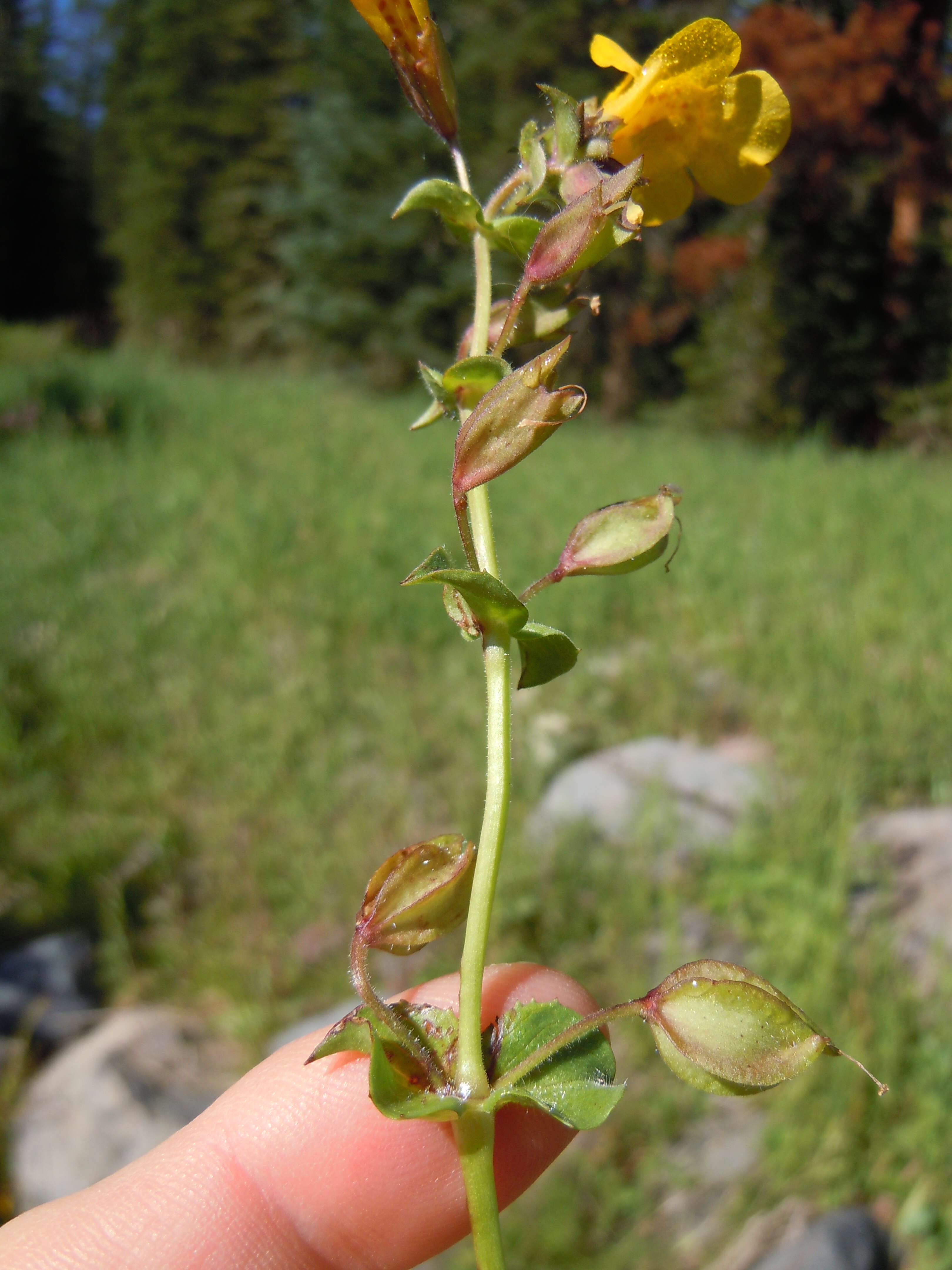 Image of Erythranthe guttata (DC.) G. L. Nesom