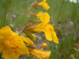 Image of Erythranthe guttata (DC.) G. L. Nesom