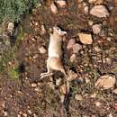 Image of East African Spring Hare