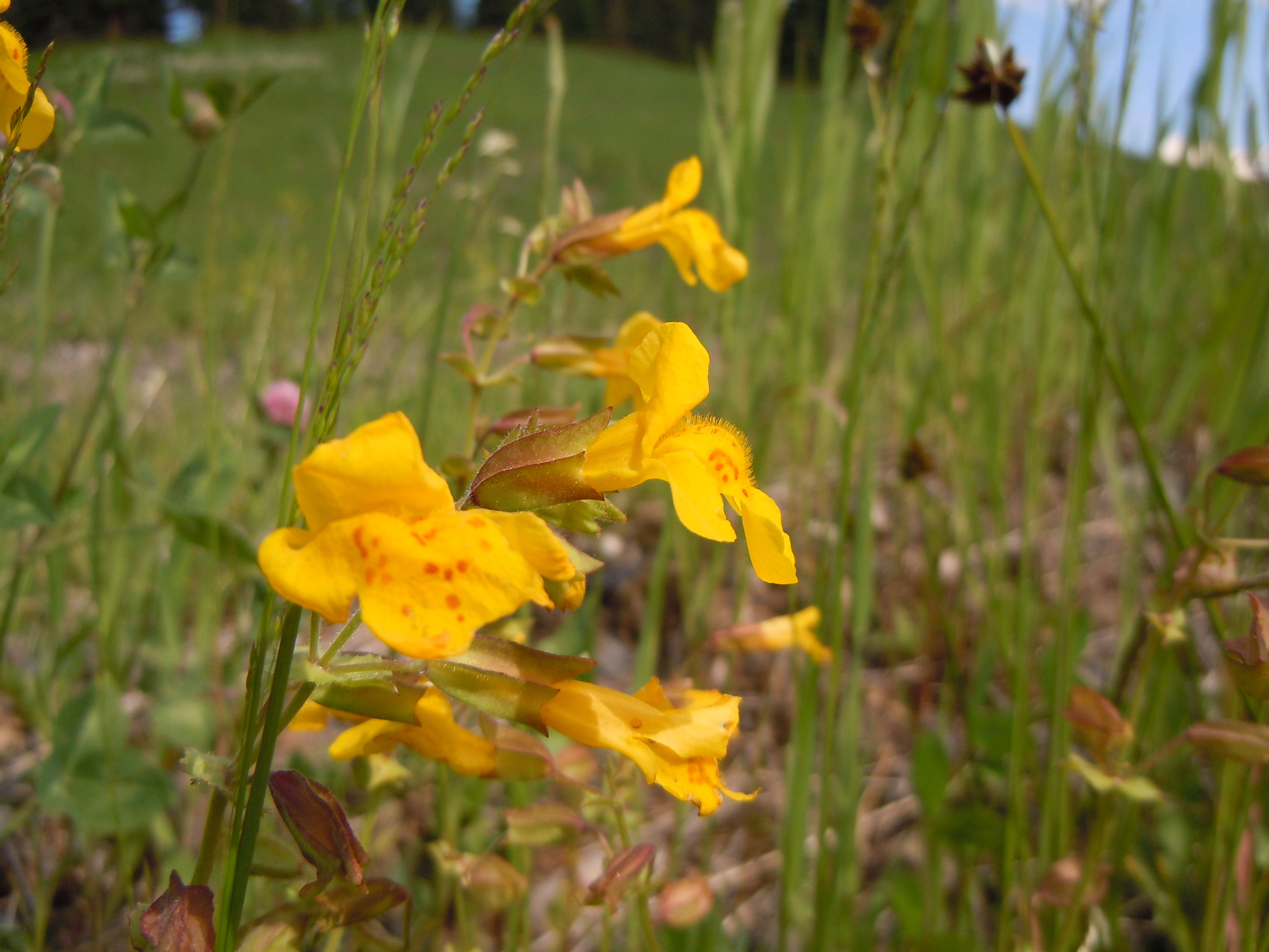 Image of Erythranthe guttata (DC.) G. L. Nesom