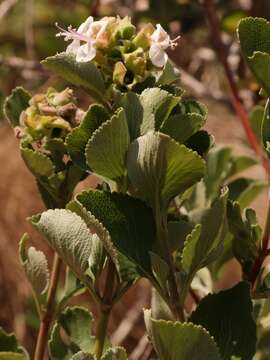 Image of Syncolostemon flabellifolius (S. Moore) A. J. Paton