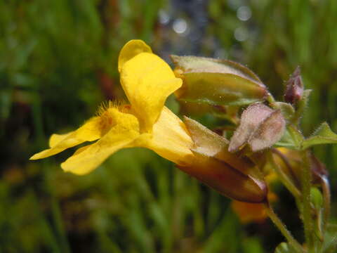 Image of Erythranthe guttata (DC.) G. L. Nesom