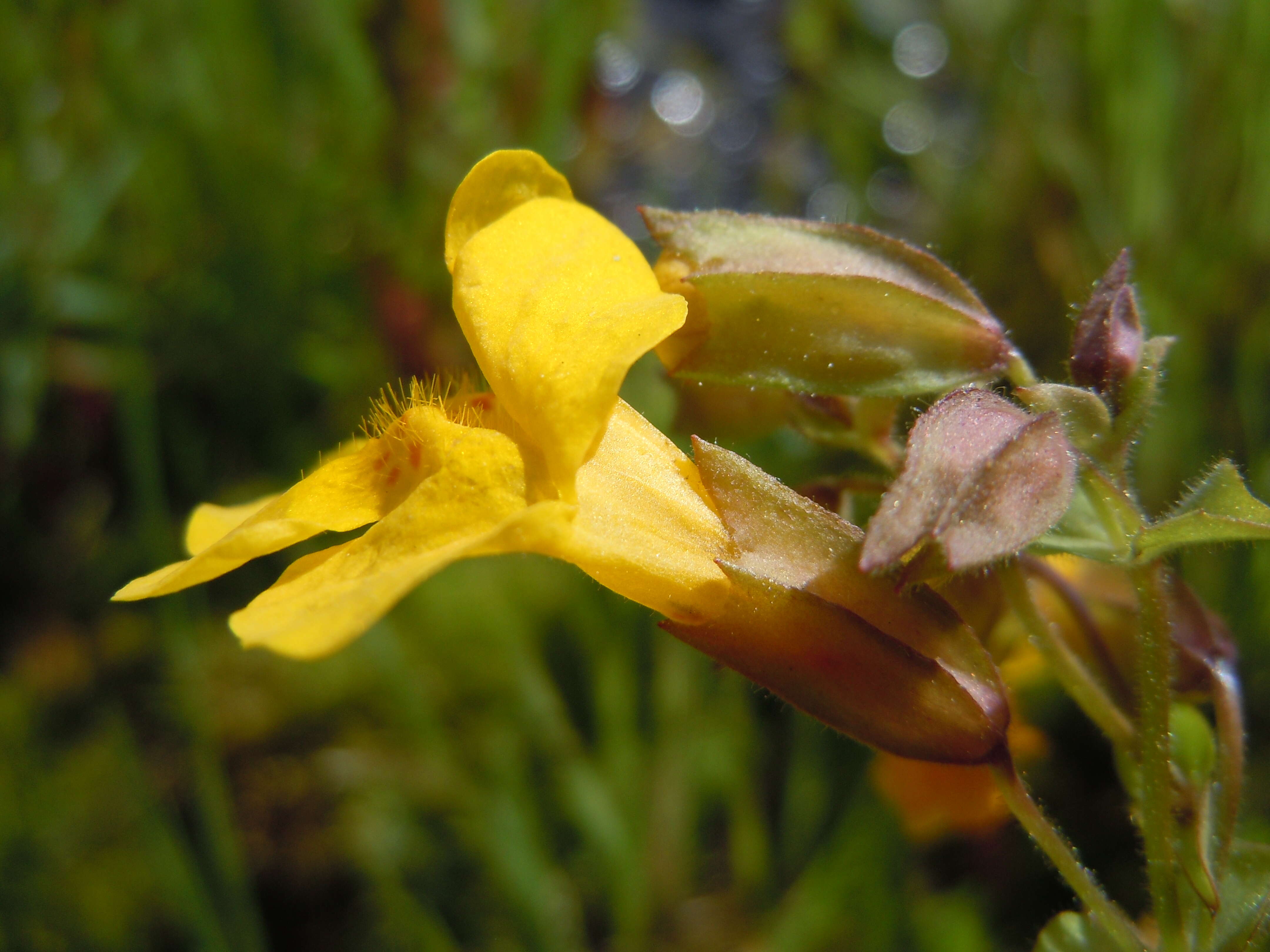 Image of Erythranthe guttata (DC.) G. L. Nesom