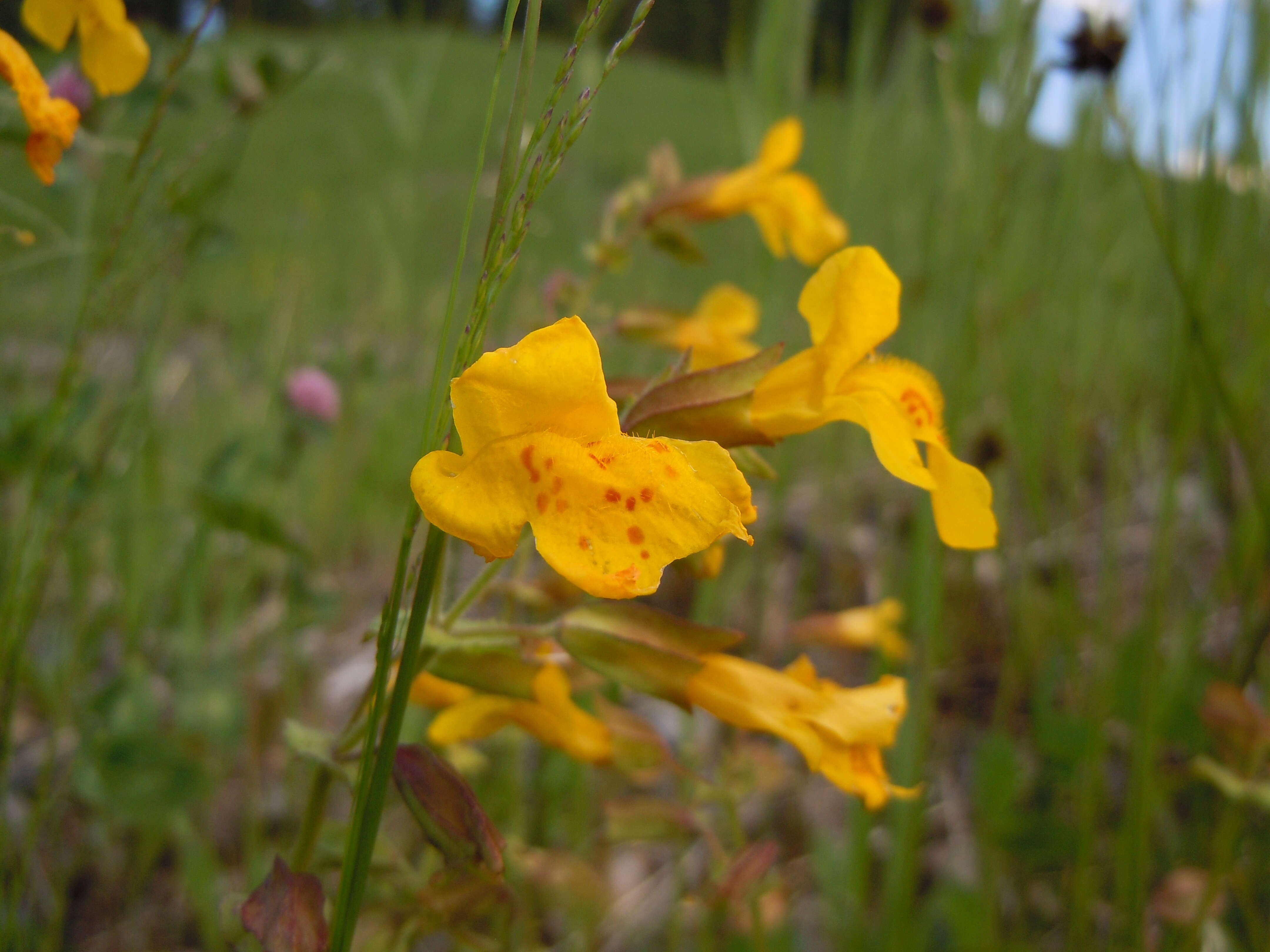 Image of Erythranthe guttata (DC.) G. L. Nesom