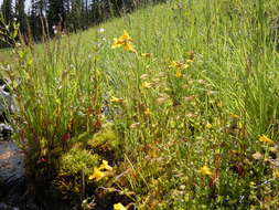 Image of Erythranthe guttata (DC.) G. L. Nesom