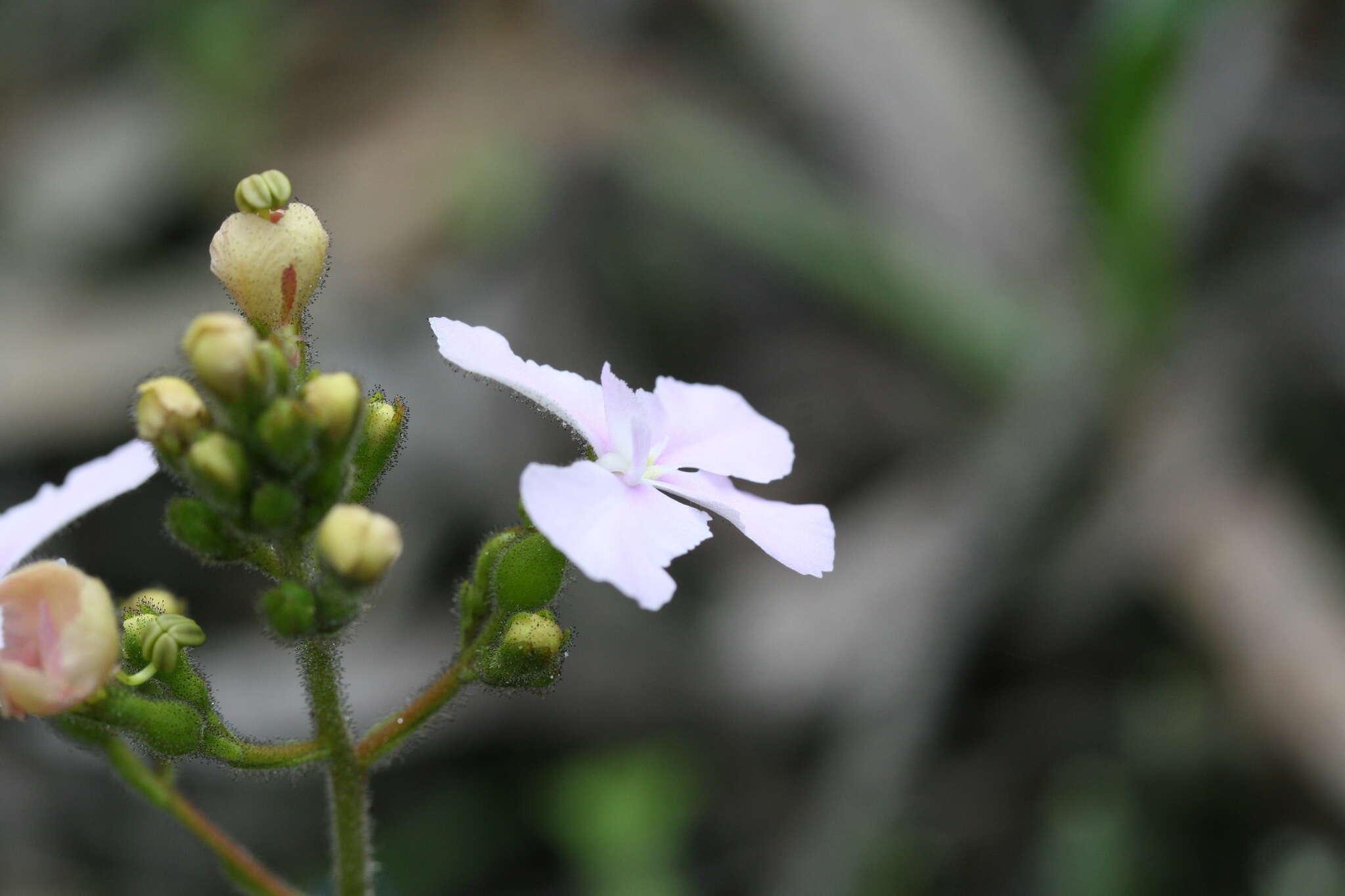 Image de Stylidium affine Sonder