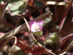 Image of Round-leaved Crane's-bill