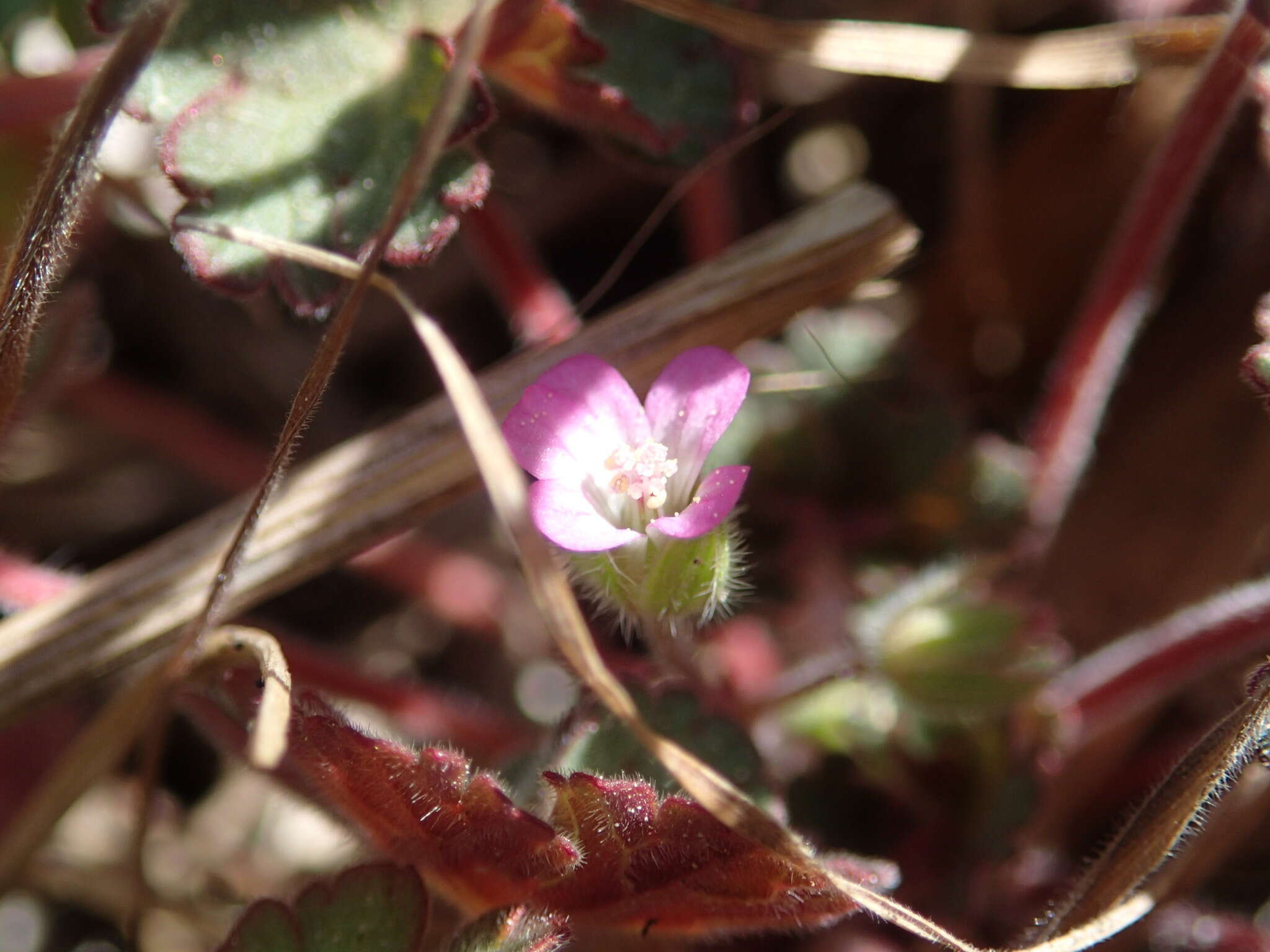 Imagem de Geranium rotundifolium L.