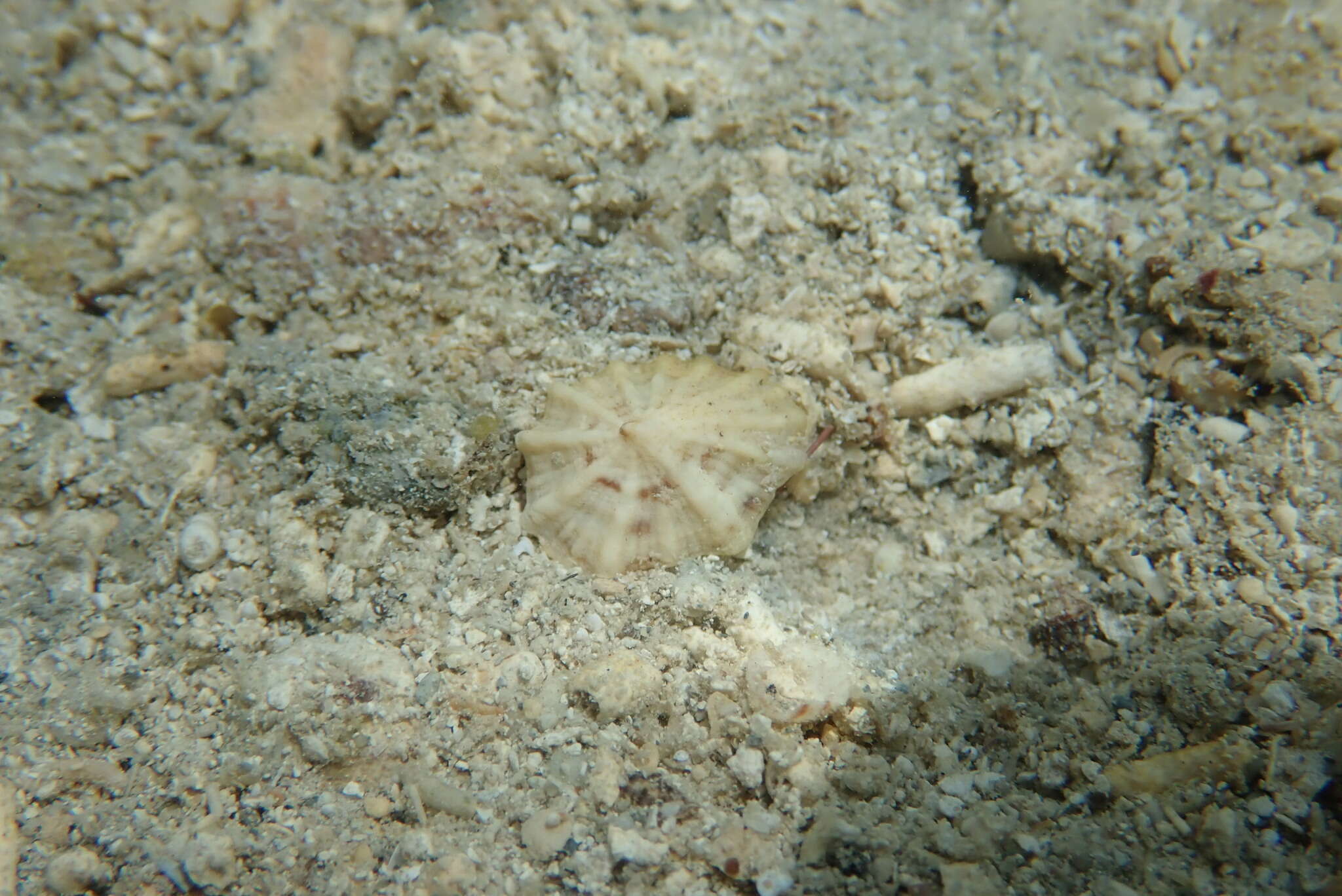 Image of Siphonaria alternata (Say 1826)