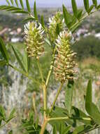 Image of American licorice