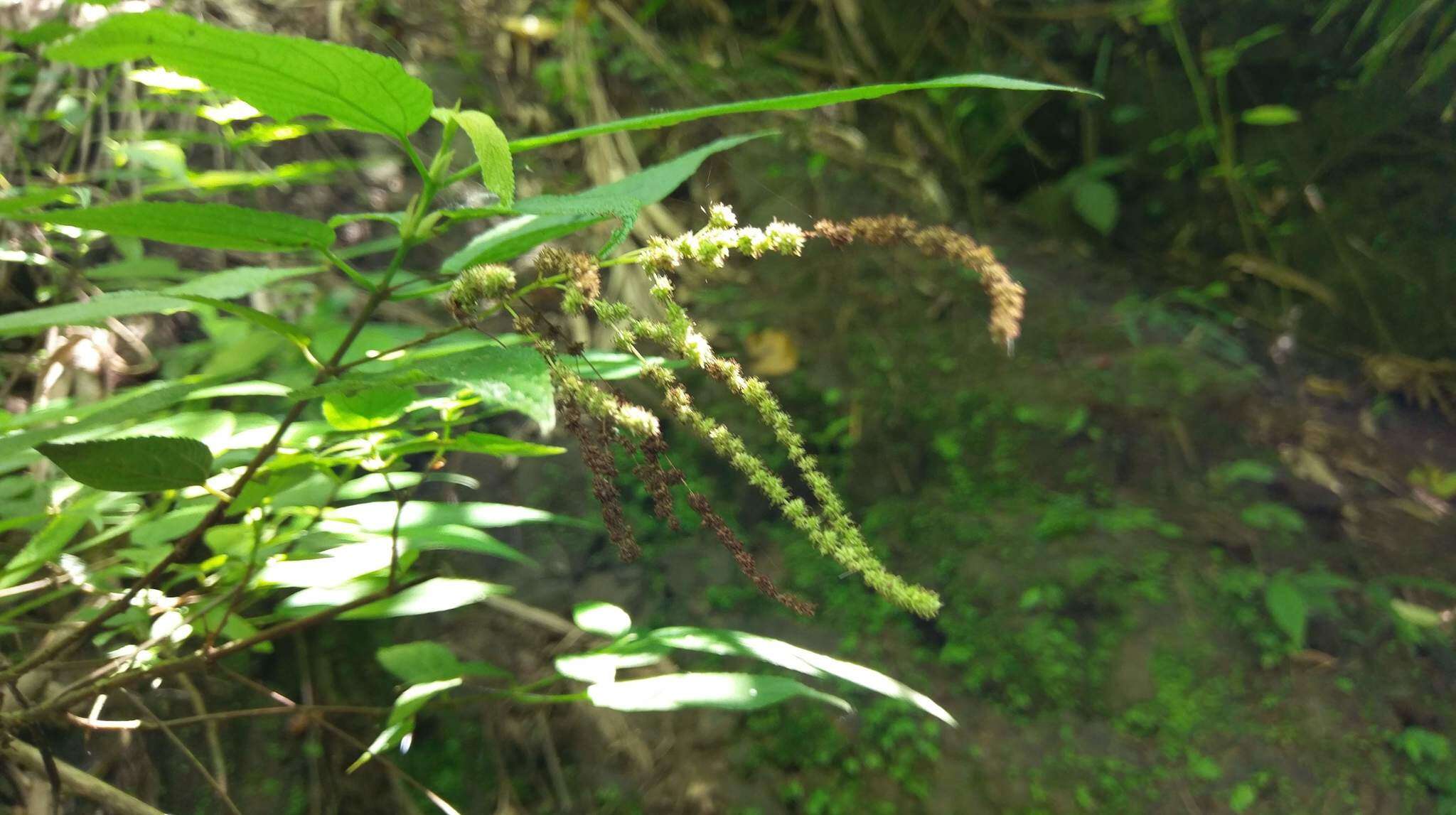 Image of Boehmeria zollingeriana var. podocarpa (W. T. Wang) W. T. Wang & C. J. Chen