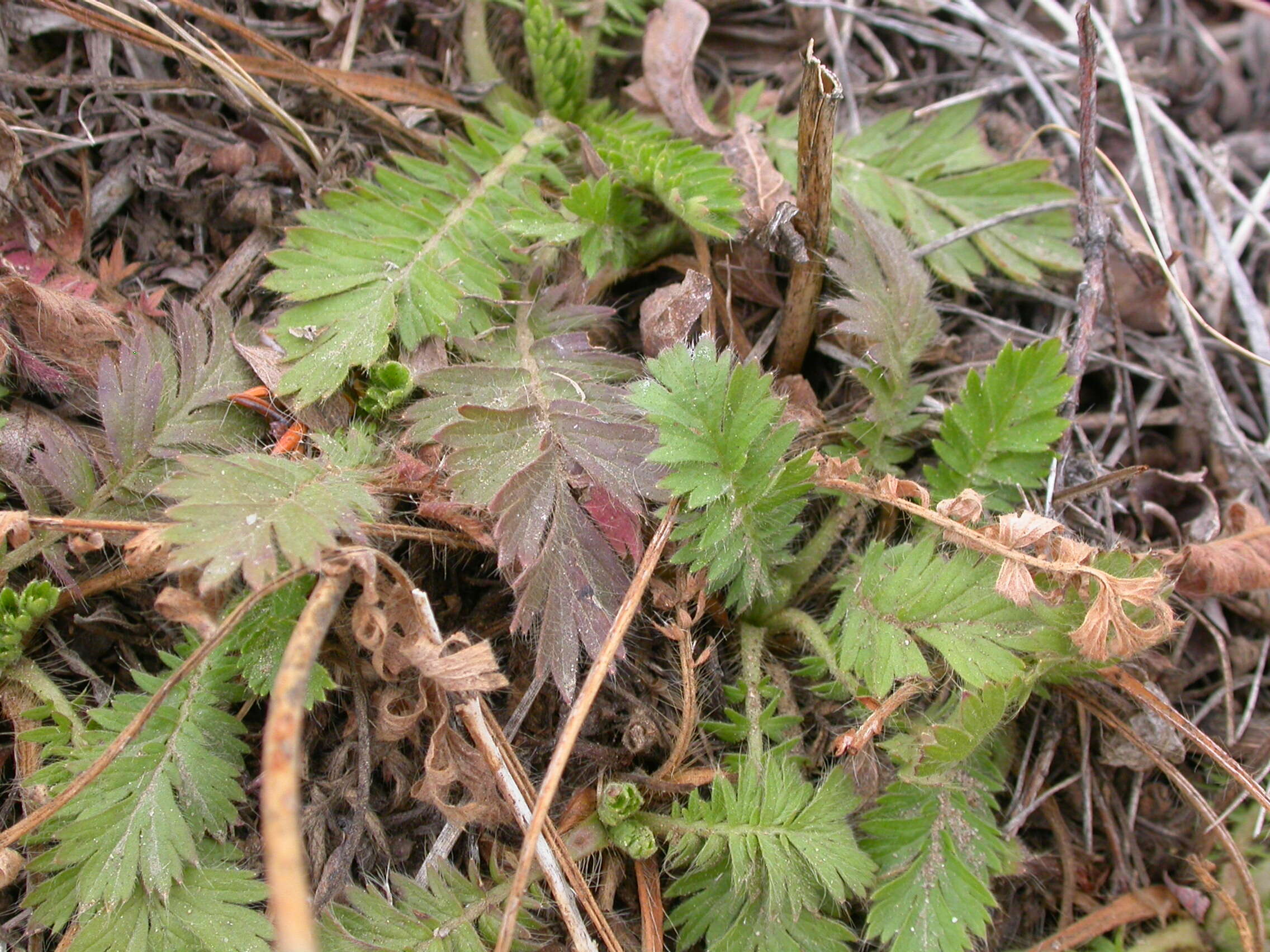 Image of old man's whiskers