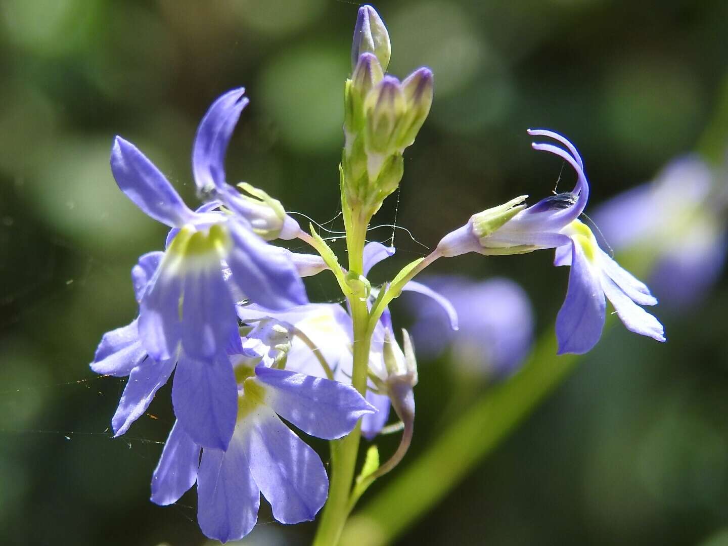 Image of Berlandier's Lobelia