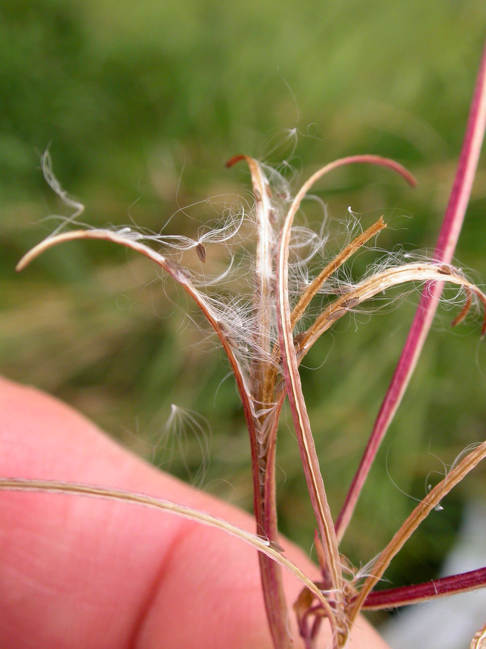 Image of american willowherb