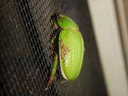 Image of Granny Smith Beetle