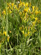 Image of tapertip hawksbeard