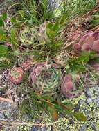 Image of Sempervivum vicentei subsp. cantabricum (Huber) Fdz. Casas & Munoz Garmendia