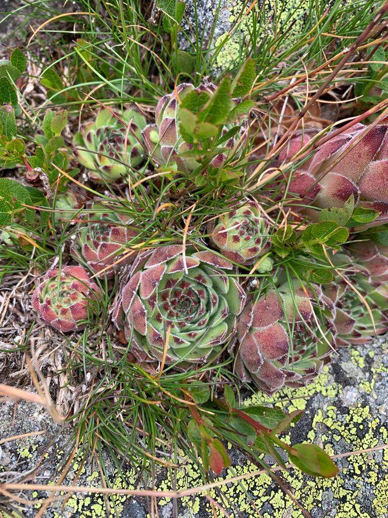 Image of Sempervivum vicentei subsp. cantabricum (Huber) Fdz. Casas & Munoz Garmendia