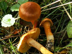 Image of Cortinarius uliginosus Berk. 1860