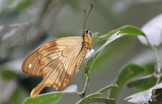 Image of African Swallowtail