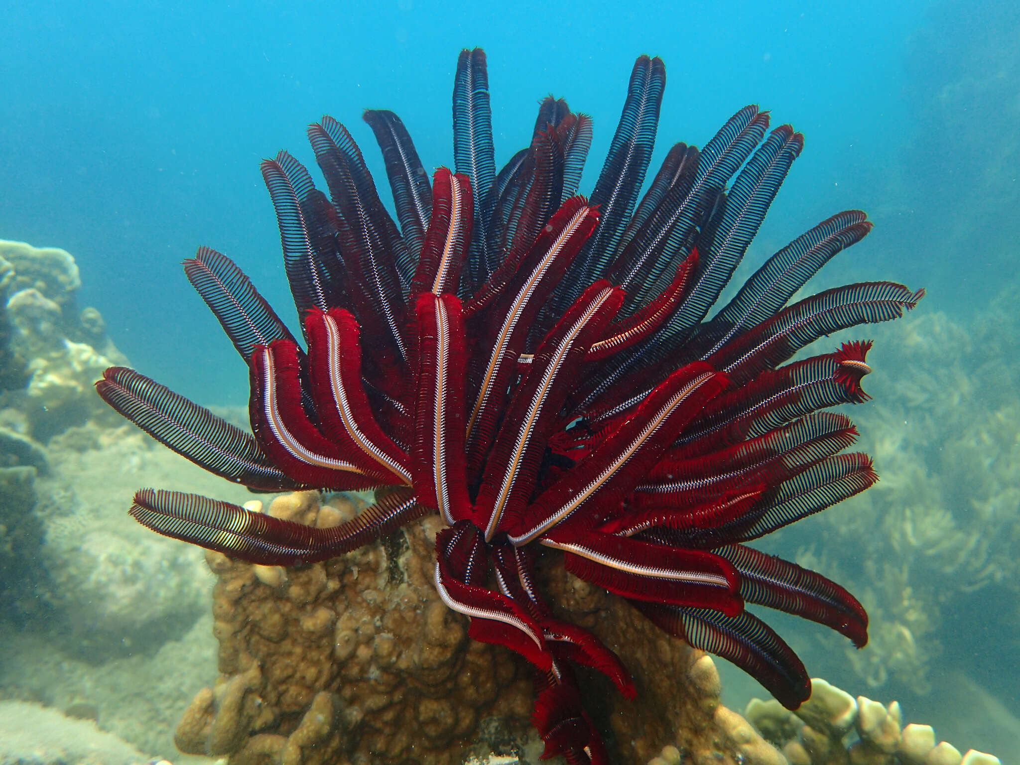 Image of Himerometra AH Clark 1907