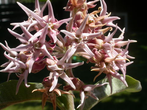 Image of <i>Asclepias speciosa</i> Torr.