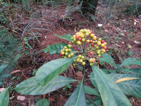 Image of Psychotria asiatica L.