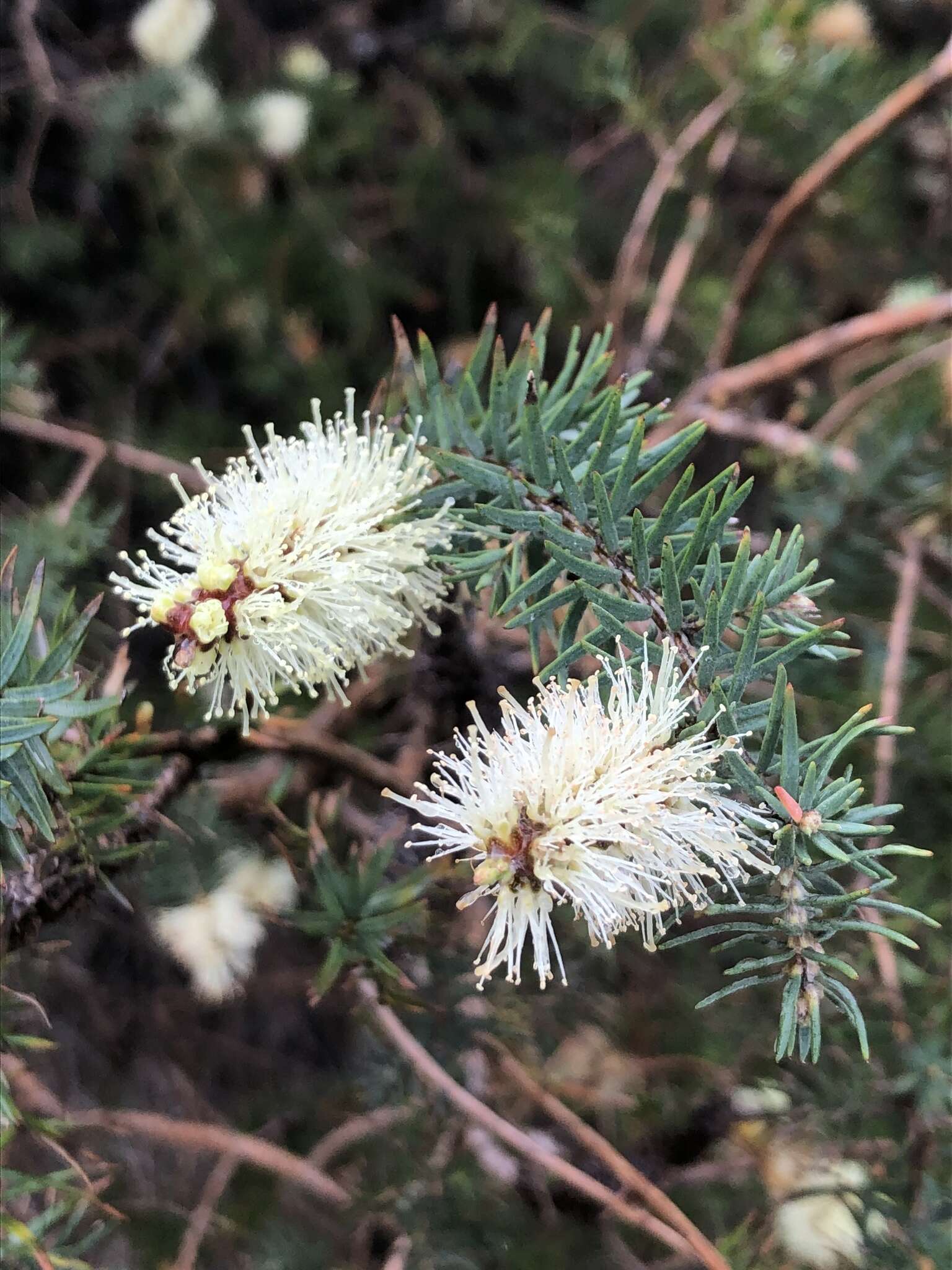 Melaleuca incana R. Br.的圖片