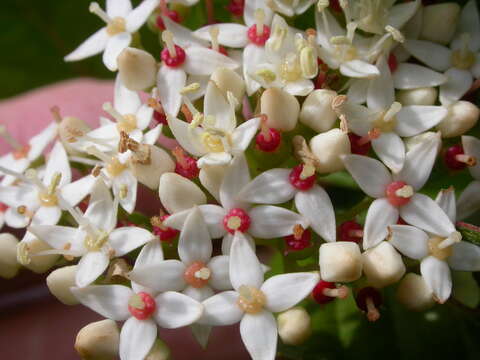 Image of redosier dogwood