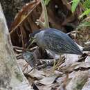 Image of Blue acara